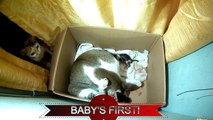 Ordinaire travail chat tendu avec trois chatons mignons