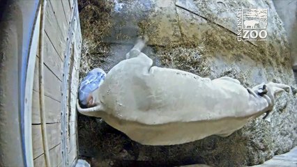 Baby rhino's birth caught on camera at Cincinnati Zoo
