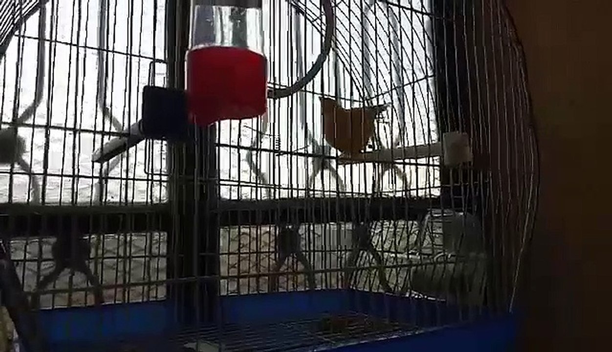 Magnifique Chant Chardonneret avec femelle canari : Djamel Ben