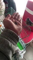 Chardonneret bien dompter super (y) de : Yusuf Salwa Arslan