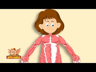 Learn Human Body - Muscular System