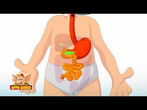 Learn Human Body - Immune System