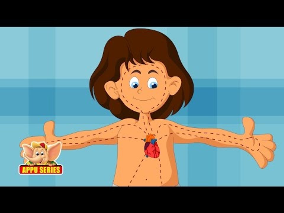 Learn Human Body - Digestive System