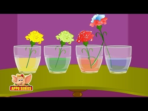 Learn Science through Home Experiments - Drinking Plants