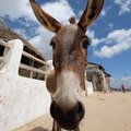 This small island in Kenya has more donkeys than cars