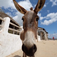 This small island in Kenya has more donkeys than cars