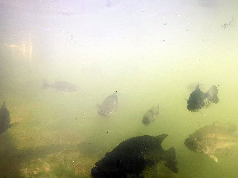 Count The Monster Bass