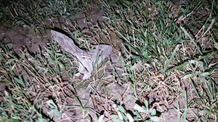 Privet Hawk Moth catching
