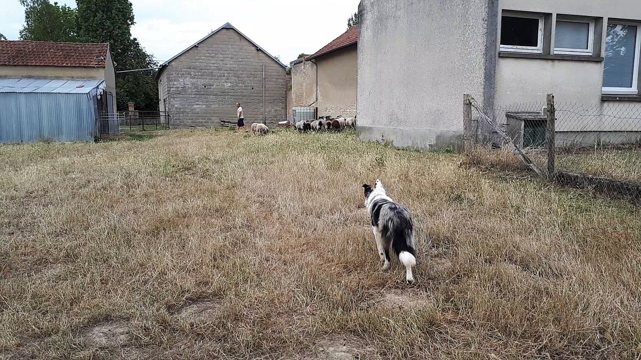 1ère entrée  en bergerie (4)