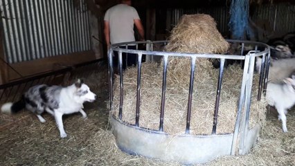 1ère fois en bergerie (1)