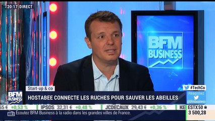 Start-up & Co: Hostabee, la société qui connecte les ruches pour sauver les abeilles - 19/07
