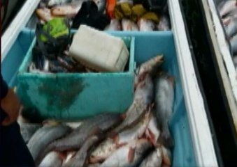 Se retiene 10 fibras por sospechas de robo de pesca en El Oro