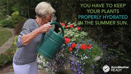 Hydrating plants in summer