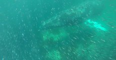 Humpback Whales Appear Under Kayaks Off East Newfoundland