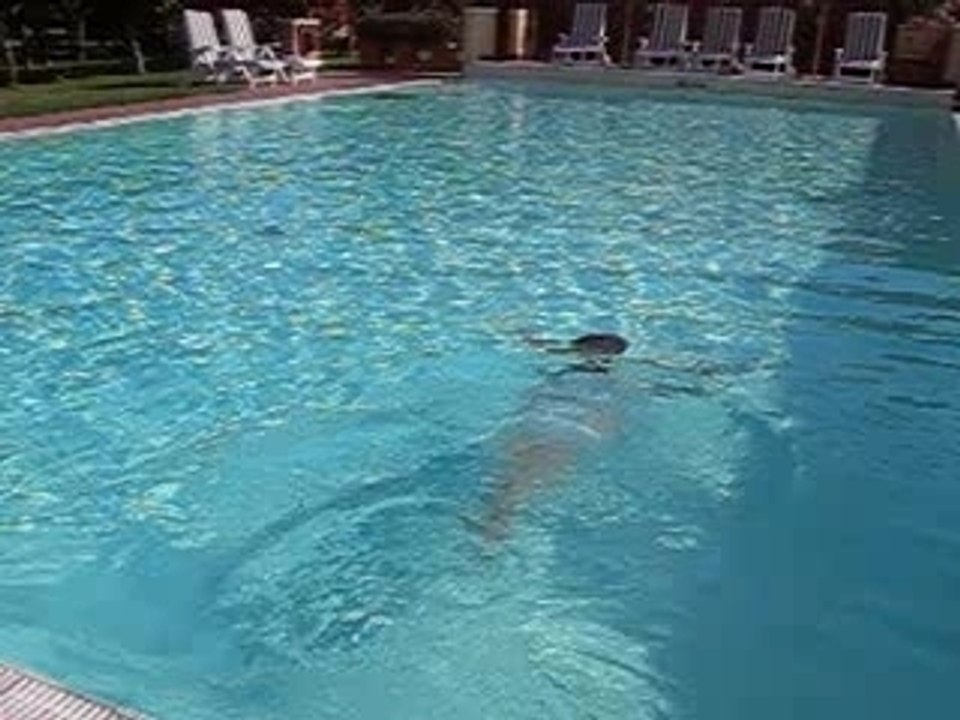 brasse dans une piscine