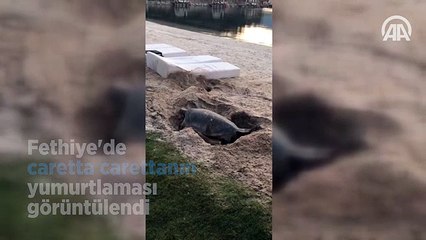 Fethiye'de caretta carettanın yumurtlaması görüntülendi