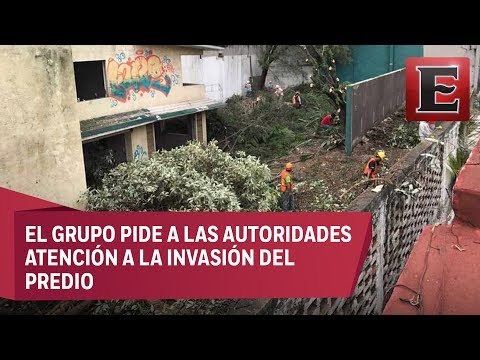 Vecinos de la colonia Popotla denuncian tala ilegal de árboles