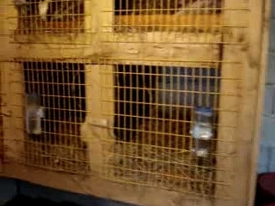 Présentation de mon élevage de lapins nains