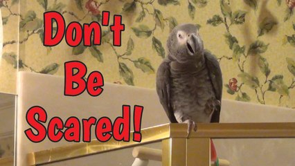 Consoling parrot doesn’t want you to be afraid