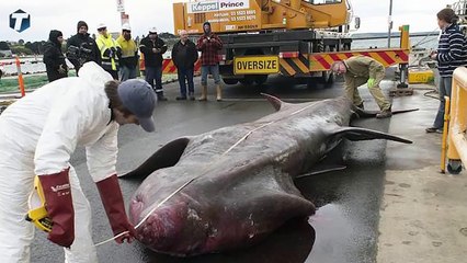 GREATEST SHARKS THAT EXIST   -5-MAIORES-TUBARÕES-QUE-EXISTEMOs-�Tou-Ligado� - 10Youtube.com