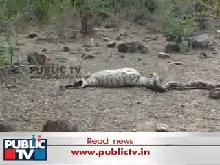 Caught On Camera: Giant Python Swallows Goat In Chamarajanagar