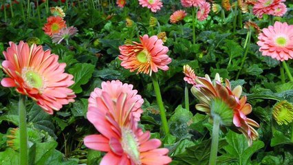 32_How to grow Gerbera daisy plant by seeds