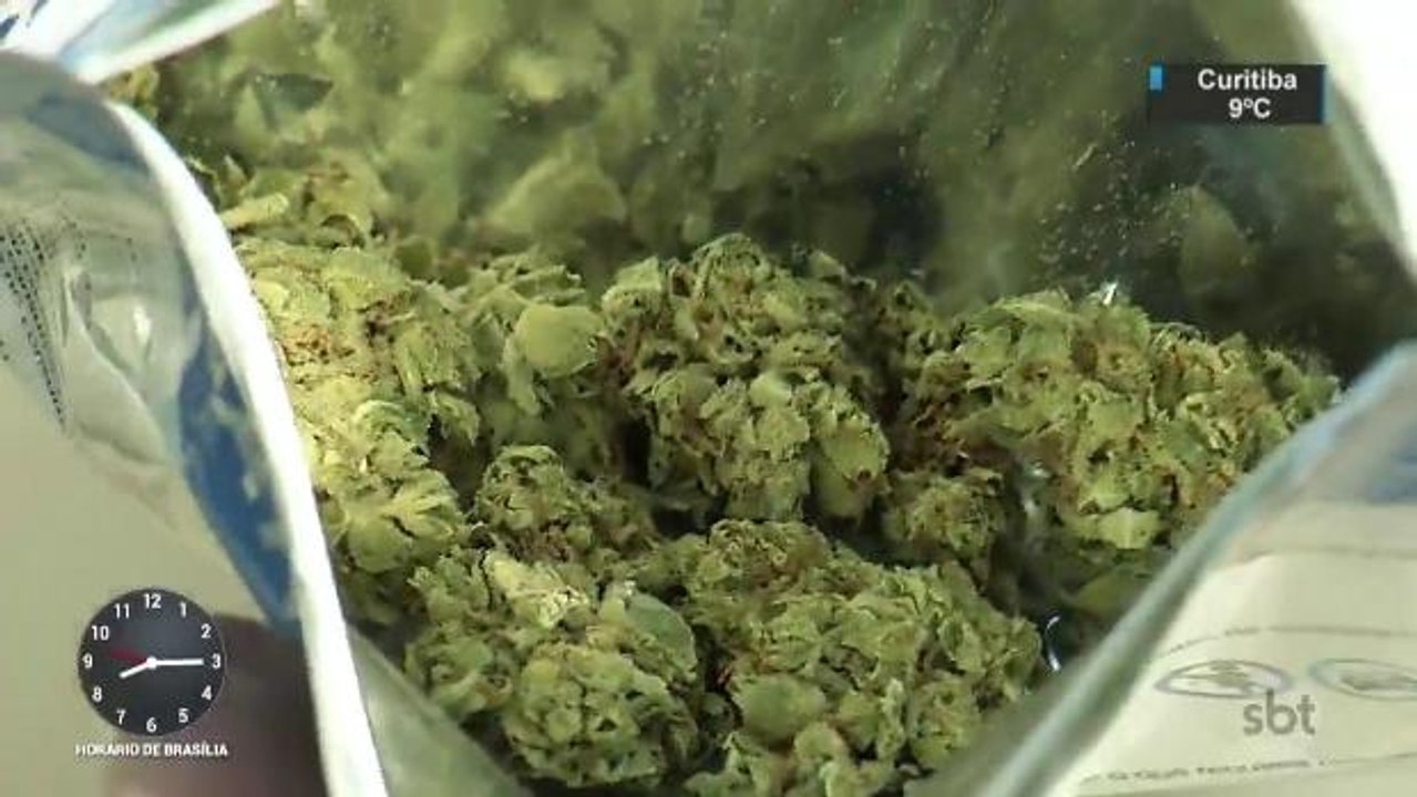 Comercialização de maconha para uso recreativo tem início no Uruguai