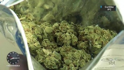 Comercialização de maconha para uso recreativo tem início no Uruguai