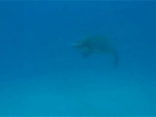 Rencontre avec dame Tortue