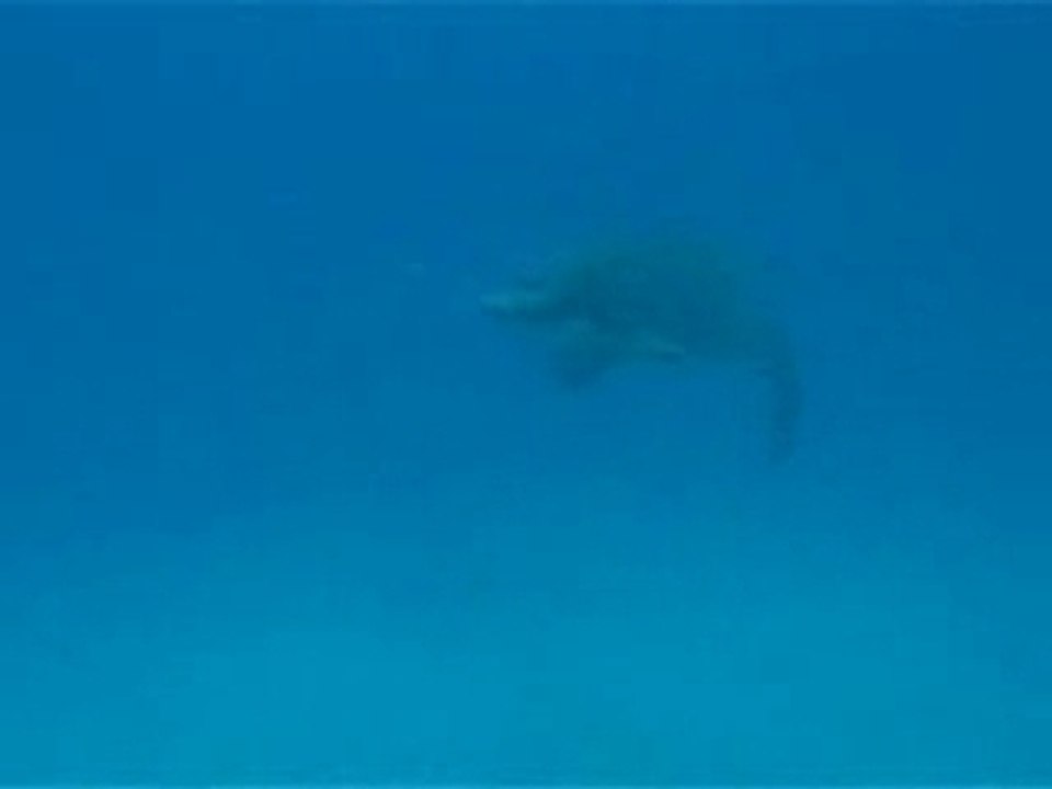 Rencontre avec dame Tortue