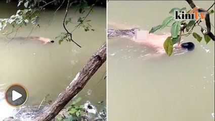 Aneh...buaya bawa mayat ke tebing sungai