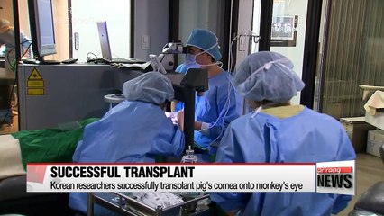 Korean researchers claim successful transplant of pig's cornea in a monkey