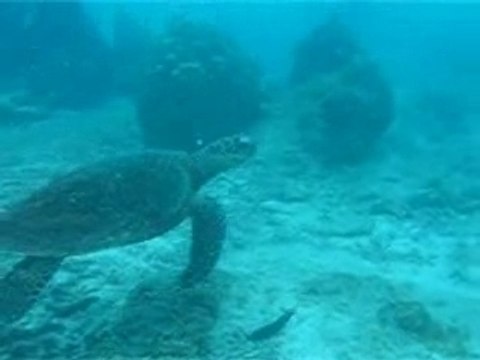 Plongée avec Dame Tortue 1/3