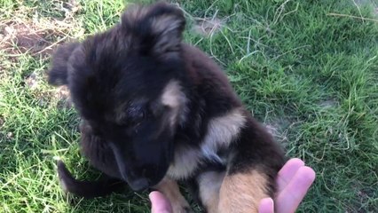 Funny German Shepherd long coated  8 week old  puppy so active and funny