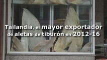 Tailandia, el mayor exportador de aletas de tiburón entre 2012 y 2016