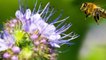How to Identify Original Honey   Malayalam Health Tips   MS Creations P