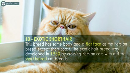 Top 10 Most Beautiful Cat Breeds In The World