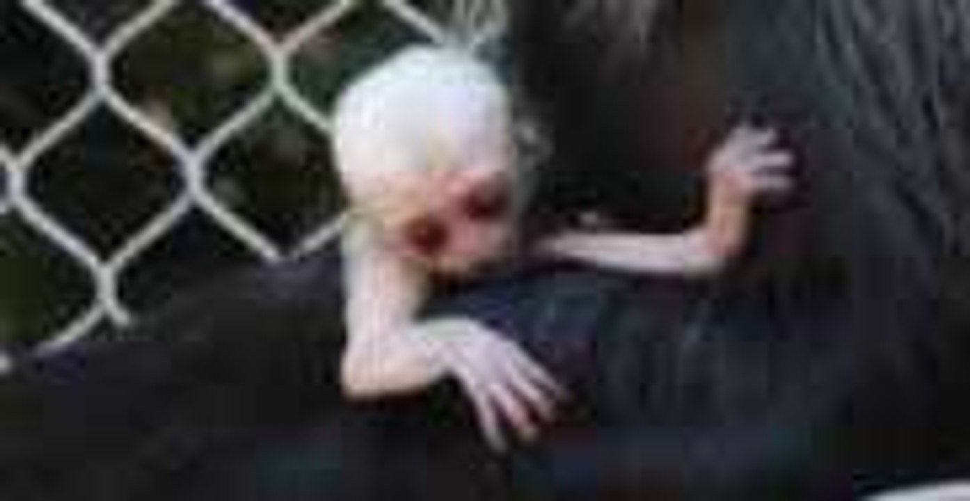 Baby Angolan Colobus Monkey Born at Zoo Atlanta