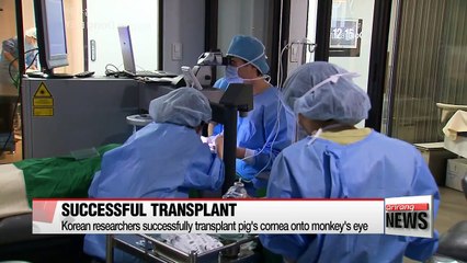 Korean researchers claim successful transplant of pig's cornea in a monkey