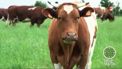 Conso - Des éleveurs convertis au bio
