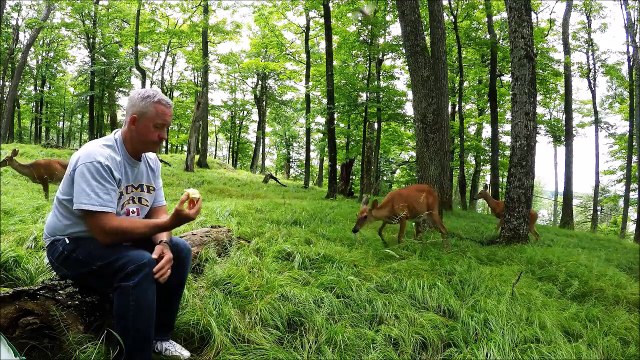 Il arrive à approcher des biches sauvages de très pret... Incroyable
