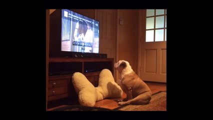 Ce chien est fan des pubs surtout quand il y a des animaux dedans