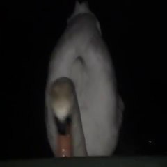 Unexpected Guest Takes a Bite Out of Shared Snack