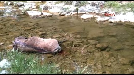 Denizli Boynuzu Için Koruma Altındaki Kızıl Geyik Katliamı