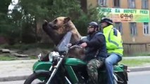 Ours dans un side-car (Russie)