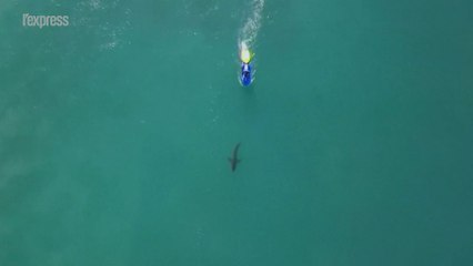 Afrique du Sud: un requin s'invite dans une compétition de surf
