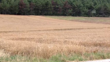 Buğdayda Yüzde 25-30 Artışla 120-130 Bin Ton Rekolte Bekliyoruz'