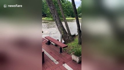 Dogs panic when owner falls into lake