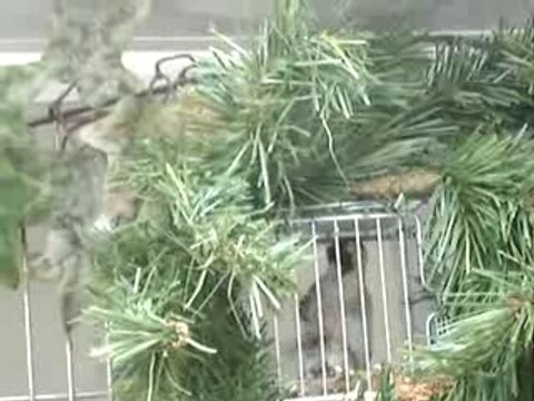 une femelle agate avec des jeunes aux nid 2007