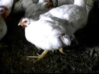 Peta contre kfc - maltraitance animale